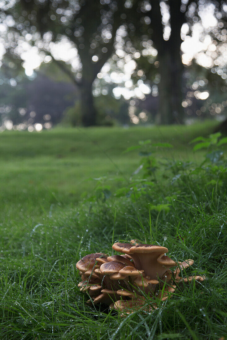 'A unique shaped fungi in the grass;Perthshire england'