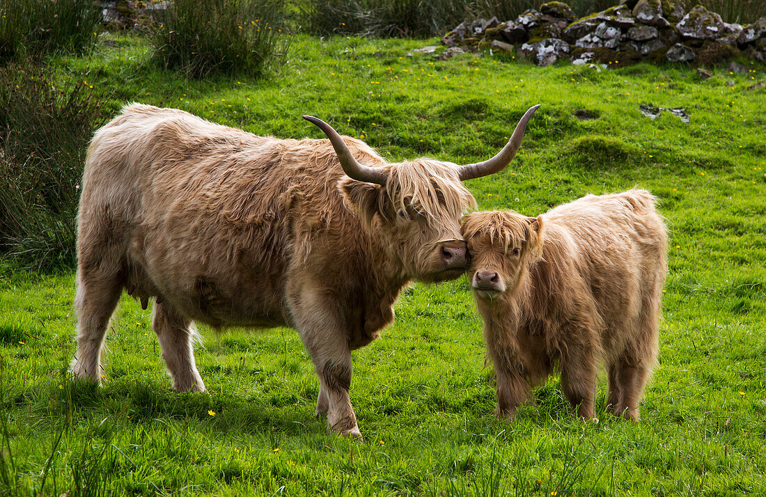 'Highland cattle and calf;Highlands scotland'