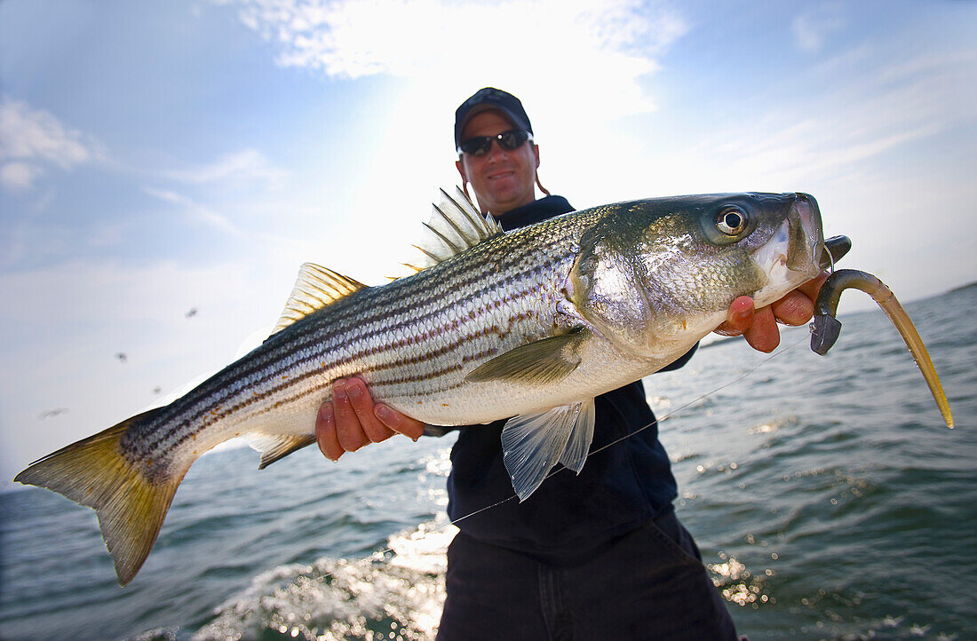 'A man holds a fresh caught striped bass; boston massachusetts united states of america'
