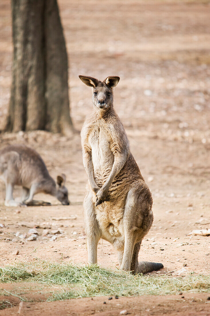 'Kangaroo;Waga waga australia'