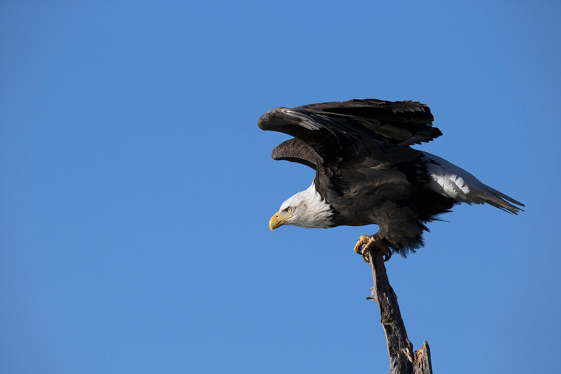 'Bald eagle (haliaeetus leucocephalus);Alaska united states of america'