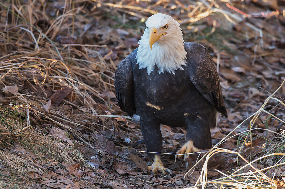 'Bald eagle (haliaeetus leucocephalus) walking on the ground;Alaska united states of america'