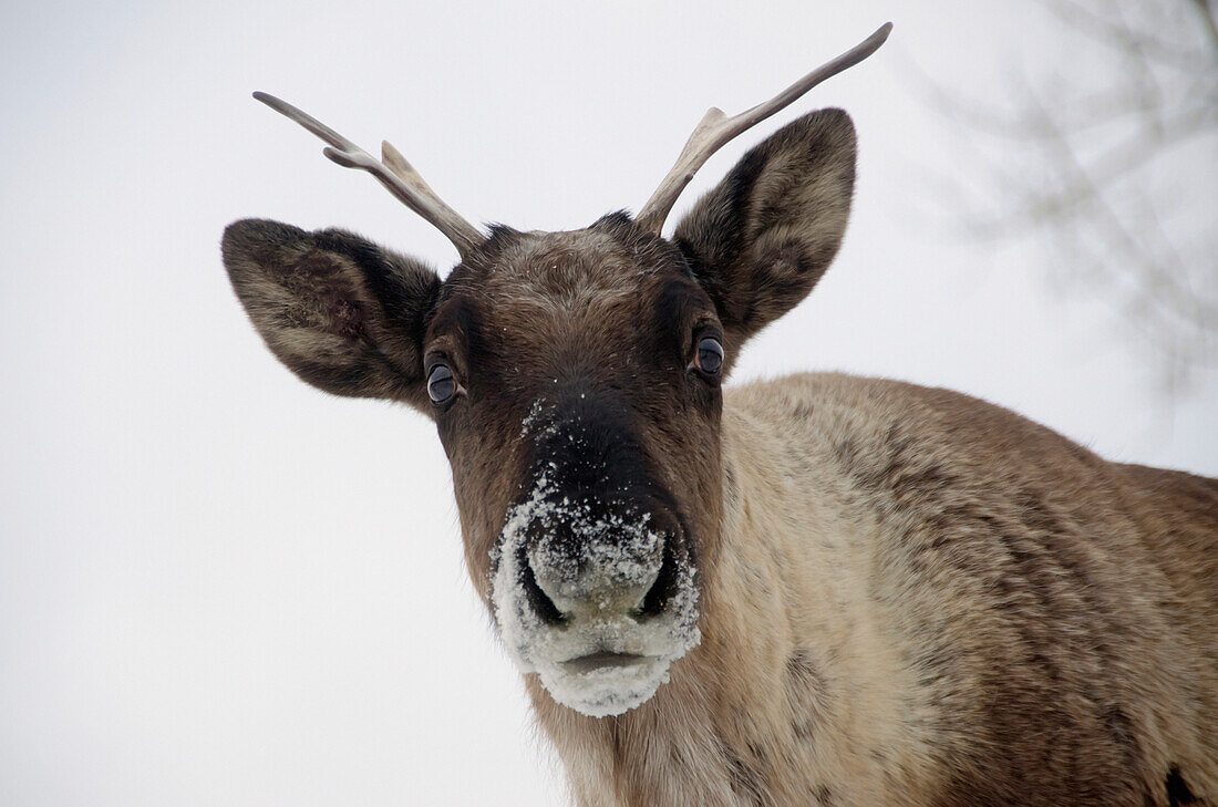 'Woodland caribou (rangifer tarandus caribou) yukon wildlife preserve;Yukon canada'