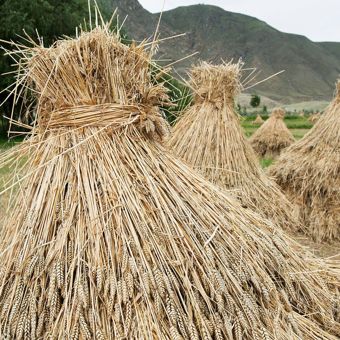 'Wheat bundled in a field;Xizang china'