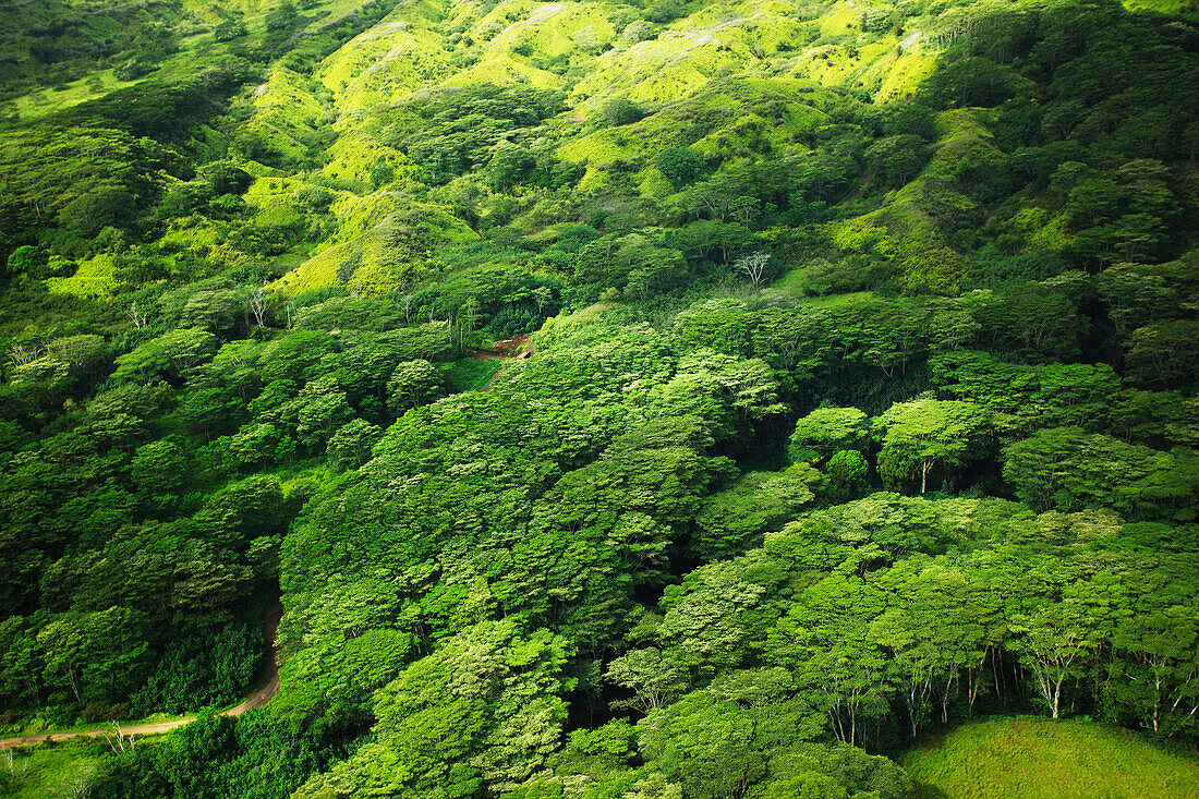 'Lush tree tops in a forest;Hawaii united states of america'