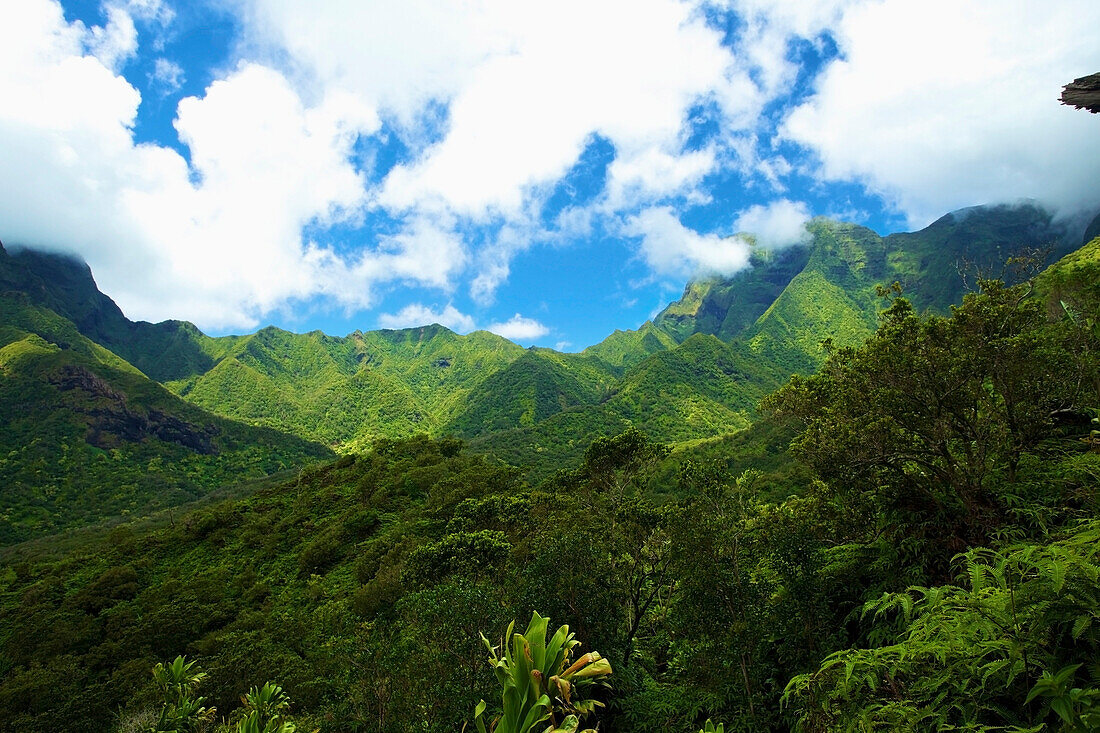 'Lush growth on the mountains and valleys on an hawaiian island;Hawaii united states of america'