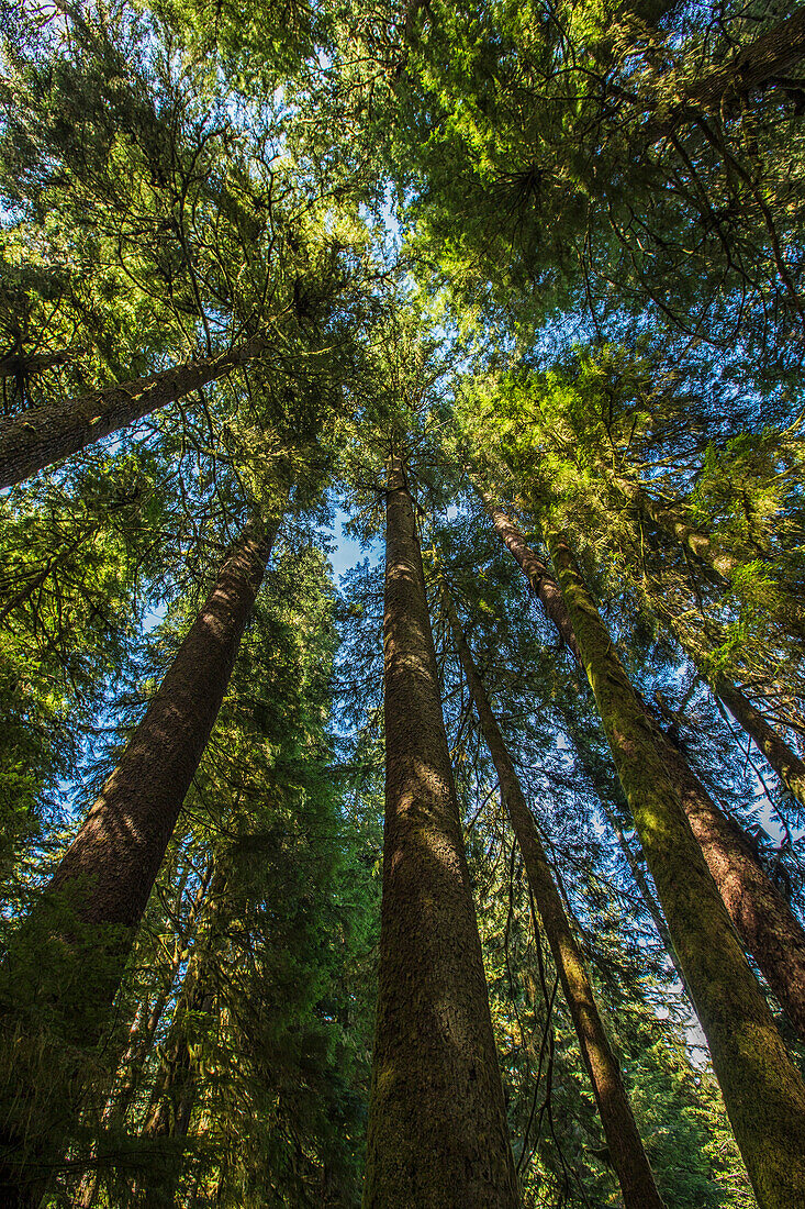 'Douglas fir trees in carmanah walbran provincial park;British columbia canada'