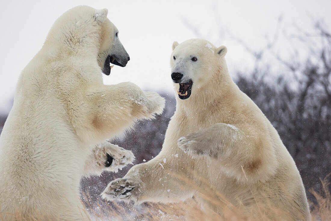 'Polar bears (ursus maritimus) play fighting along the shores of hudson's bay;Churchill manitoba canada'