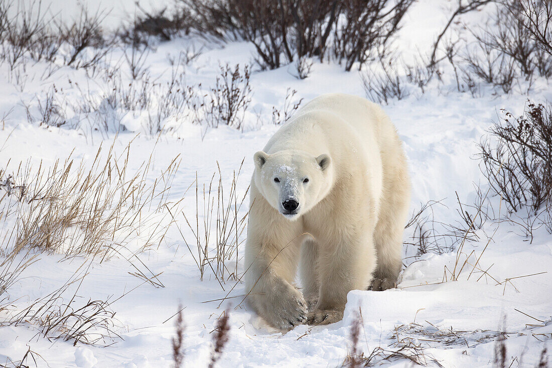 'Polar bear (ursus maritimus) walking along hudson's bay;Churchill manitoba canada'