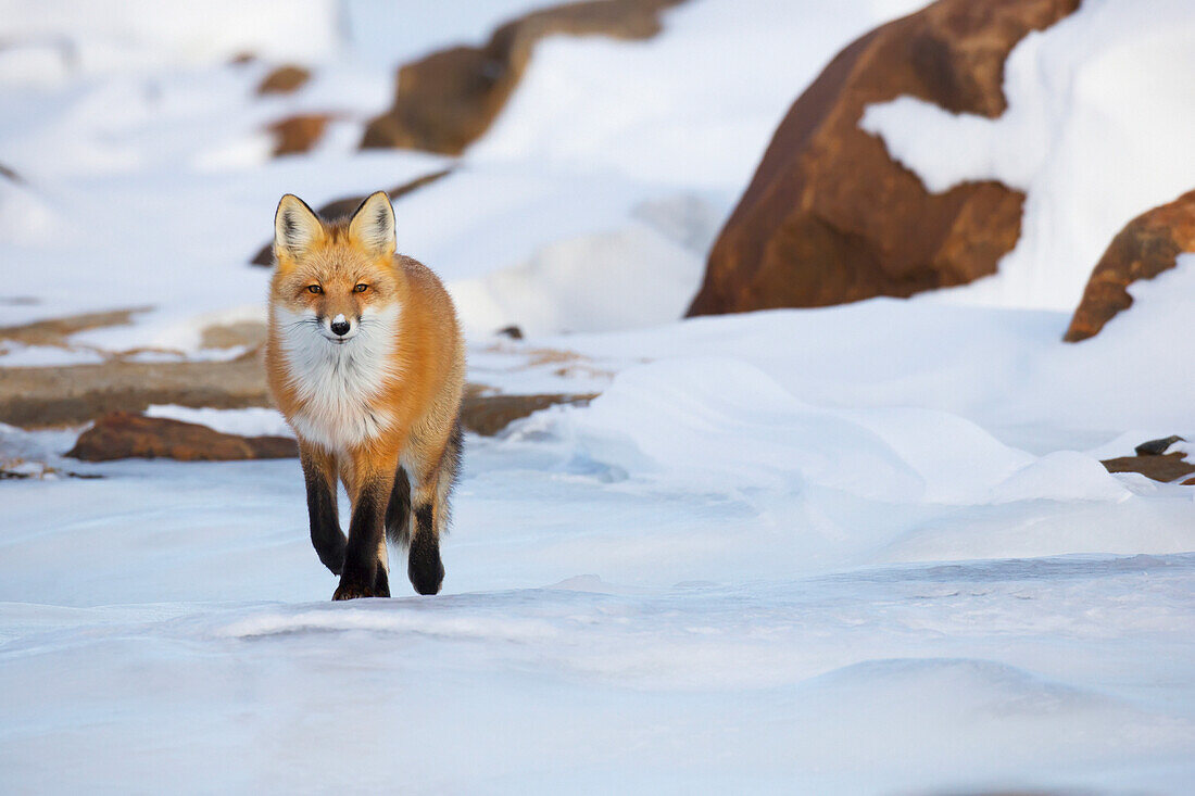 'Red fox (vulpes vulpes) walking along the shores of hudson's bay;Churchill manitoba canada'