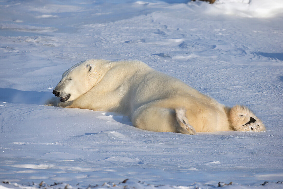 'Polar bear (ursus maritimus) enjoying the afternoon light along the shores of hudson's bay;Churchill manitoba canada'