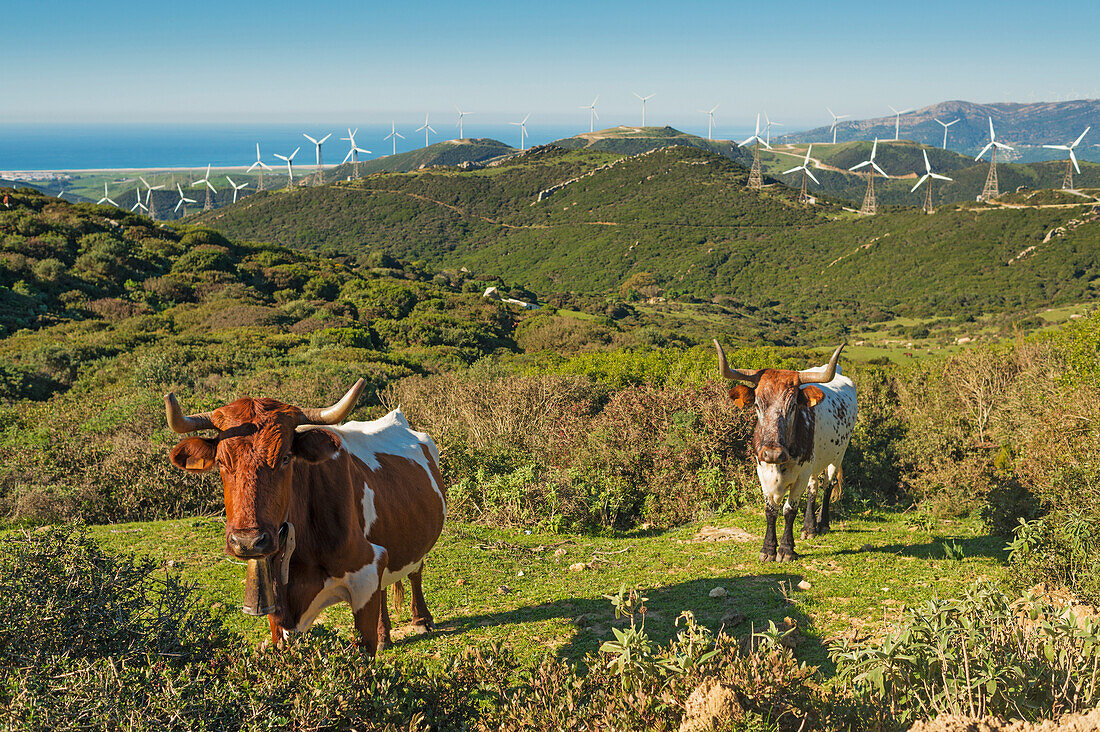 'Cows in a field with numerous wind turbines in the background;Tarifa cadiz andalusia spain'