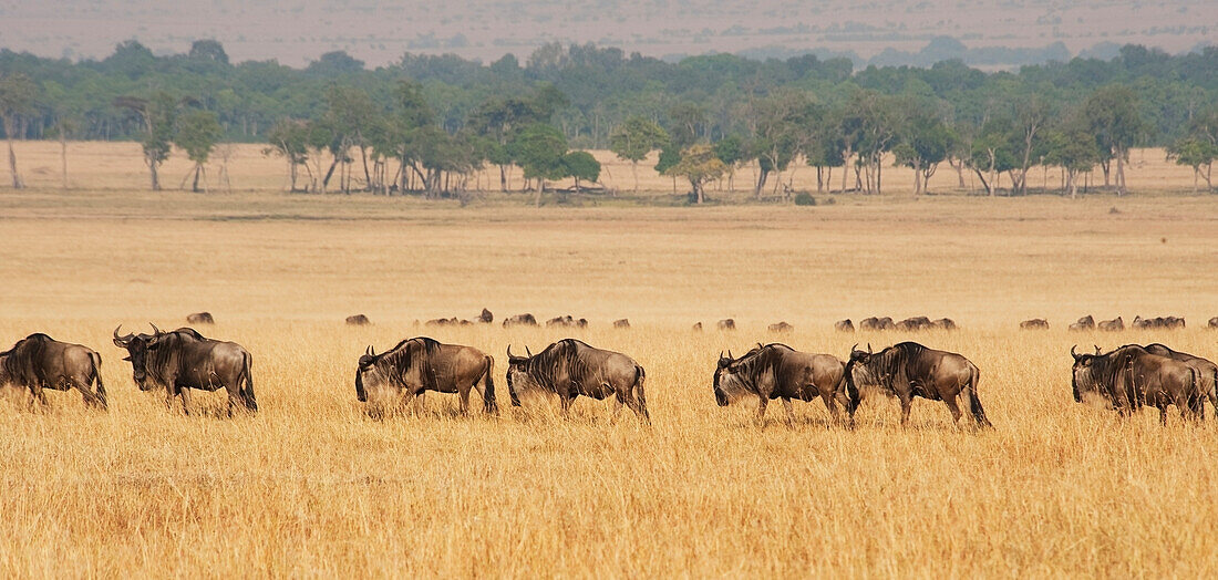 'Migration of wildebeest;Maasai mara kenya'