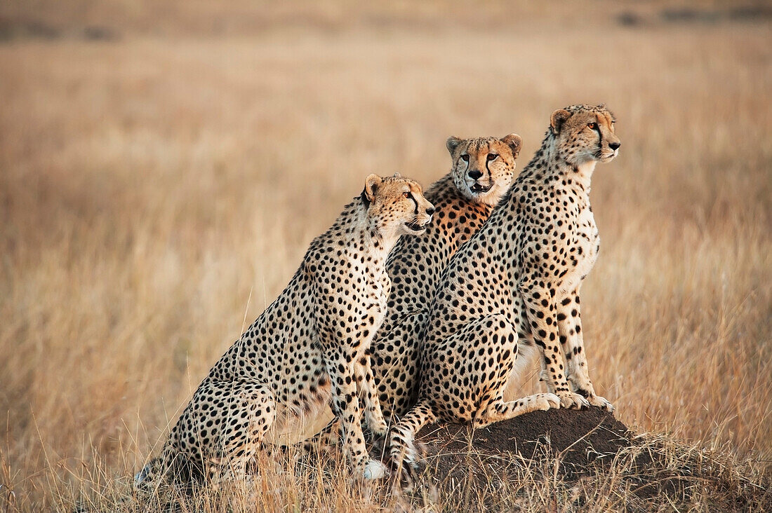 'Three cheetahs standing together with a watchful eye in the maasai mara national reserve;Maasai mara kenya'