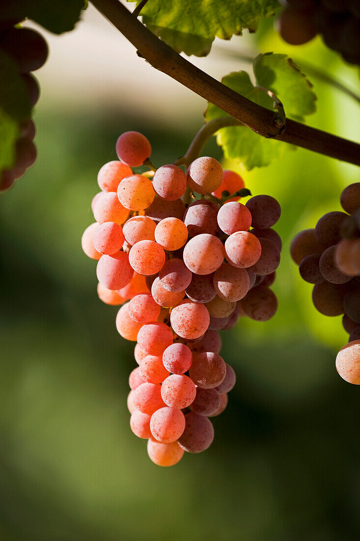 'Close up of a bunch of red grapes on the vine at sunset;Bolzano alto adige italy'