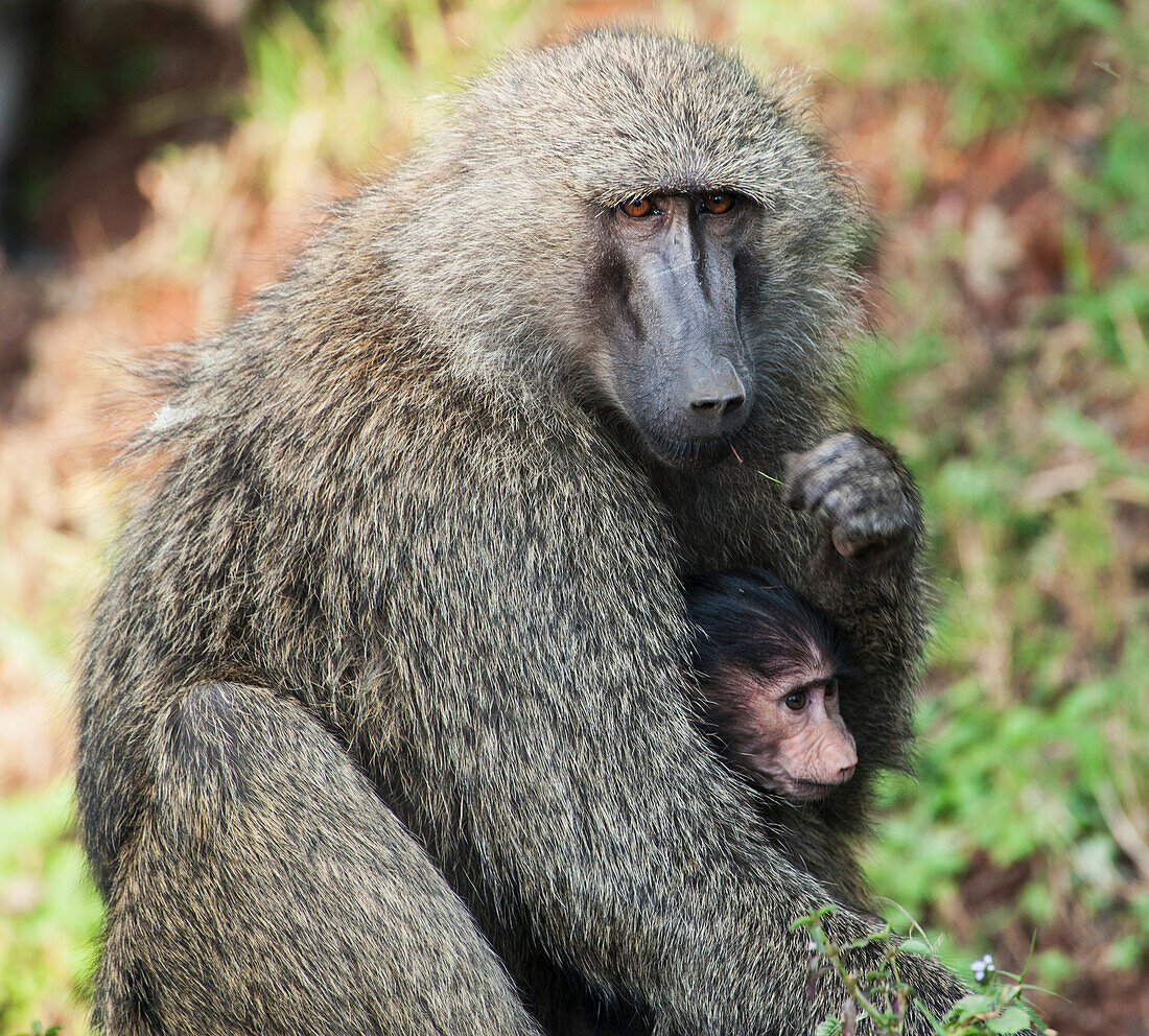 'A monkey with it's baby in the maasai mara national reserve;Maasai mara kenya'