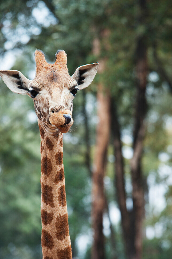 'Giraffe in the giraffe centre;Nairobi kenya'