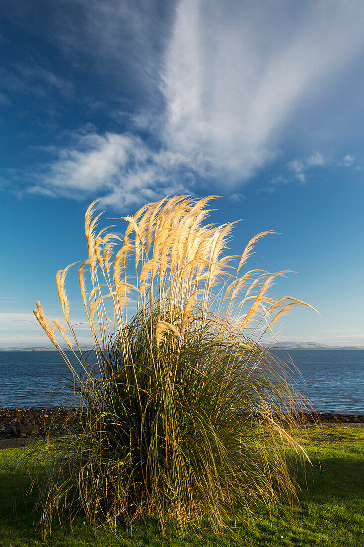 'Tall grasses growing at the water's edge;Dumfries and galloway scotland'