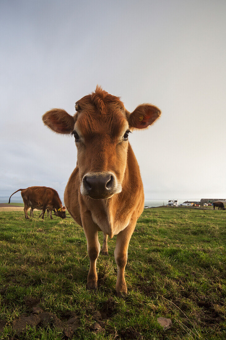 'A cow staring at the camera;Dumfries and galloway scotland'