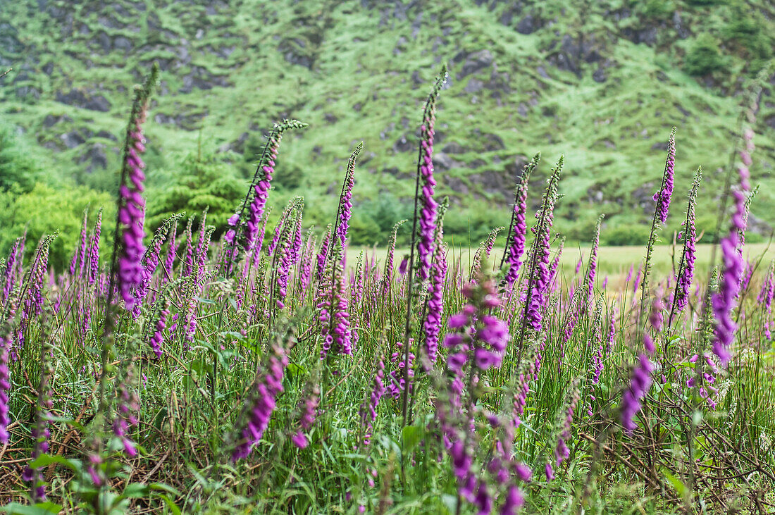 'Foxgloves in the forest;County kerry, ireland'