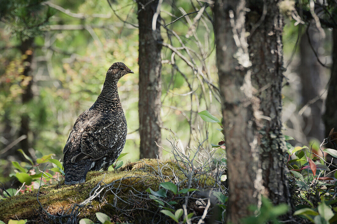 'A blue grouse (dendragapus) in a pine forest;British columbia, canada'