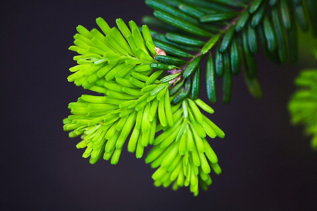 'The color of new growth on a sprig of balsam fir;British columbia, canada'