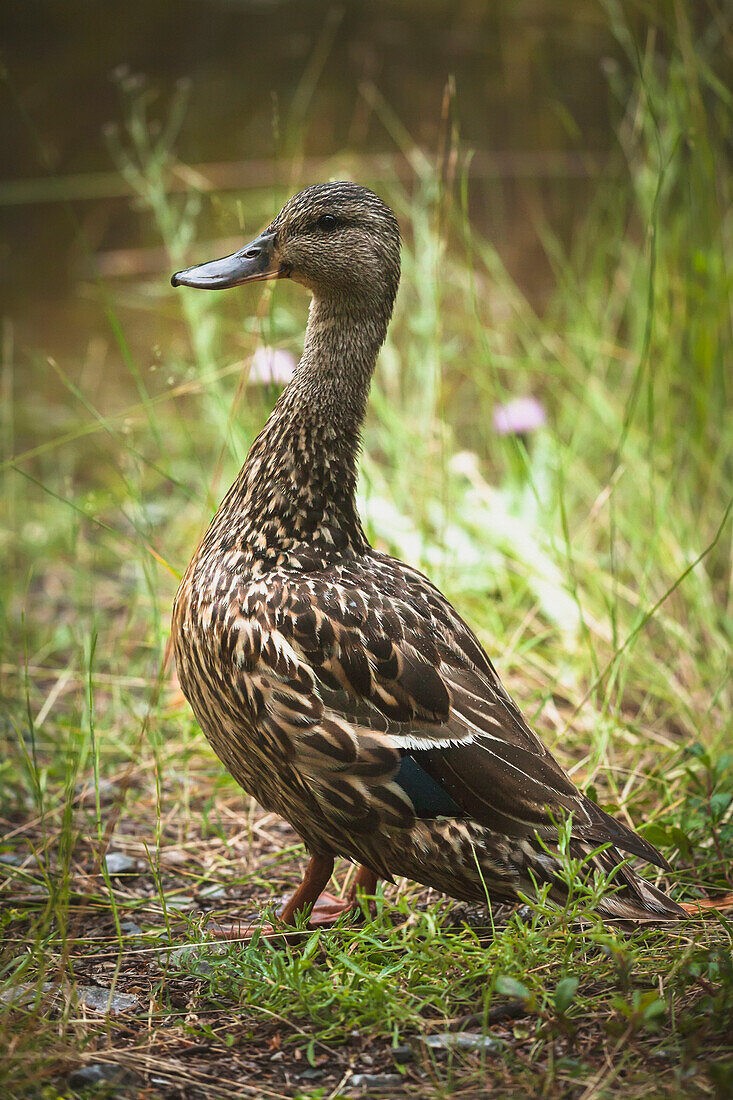 'A female mallard duck poses on the shore;British columbia, canada'