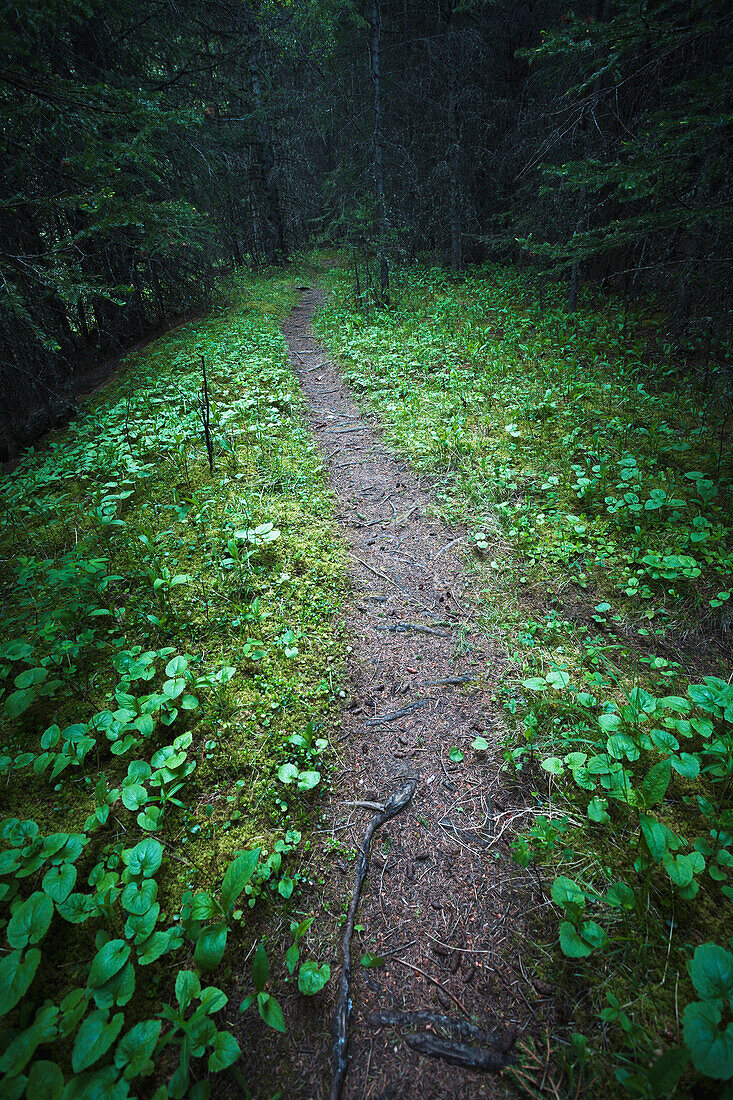 'A small opening on a path winding through a dense spruce forest;Kananaskis, alberta, canada'