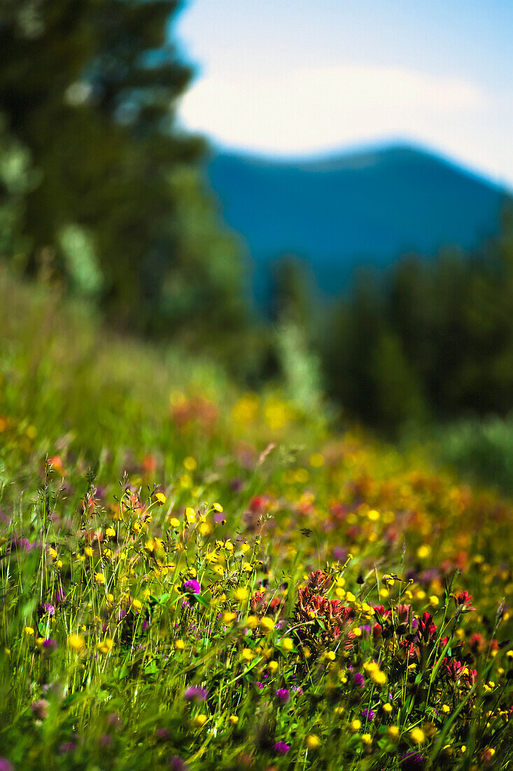 'A mountain meadow full of wildflowers;Cadomin, alberta, canada'