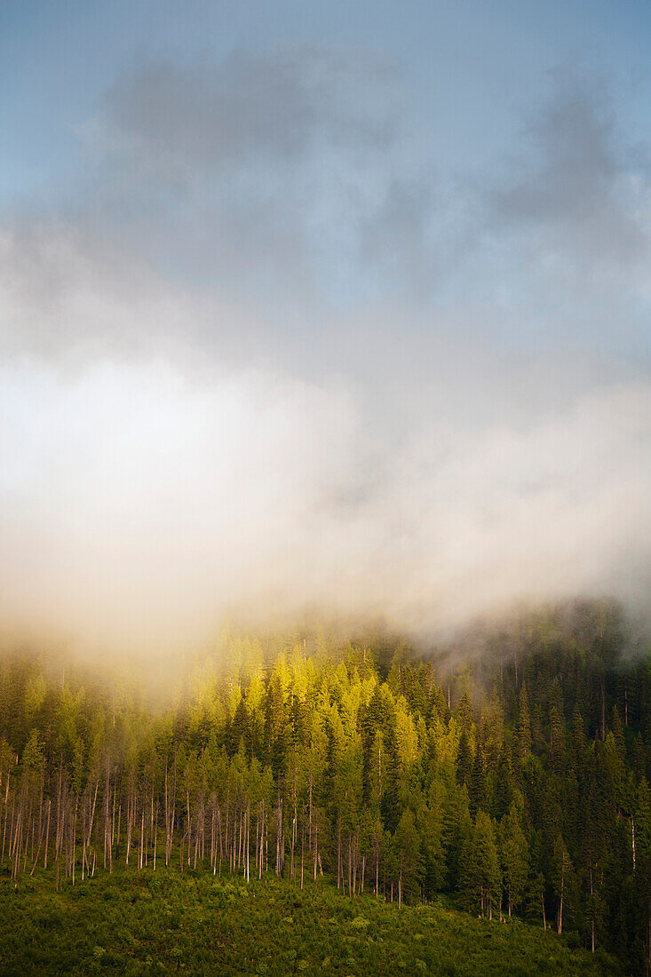'The morning sun burning off the mist above a forest which has recently been logged;Blue river, british columbia, canada'