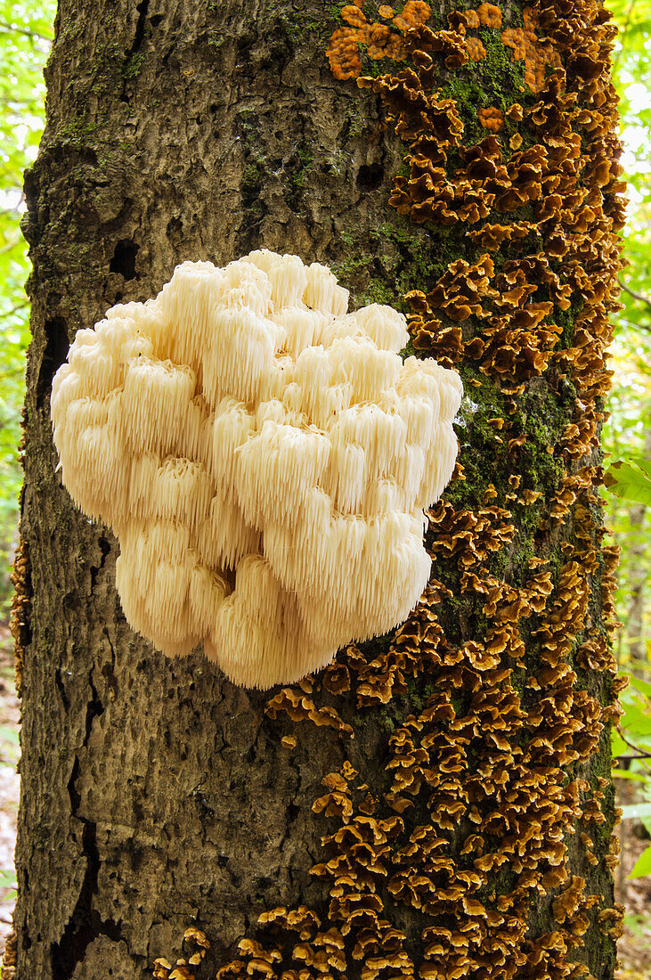 'An edible bear's head tooth mushroom (hericium coralloides) found on a tree in late summer;Hallowell, maine, united states of america'