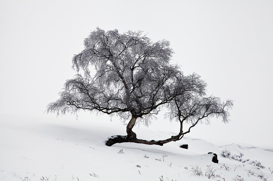 'A frosty tree in the snow;Longshaw, derbyshire, england'