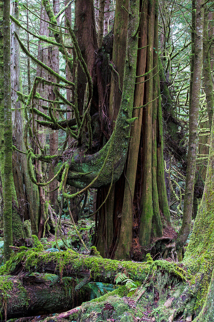'The rainforest in pacific rim national park, vancouver island;British columbia, canada'