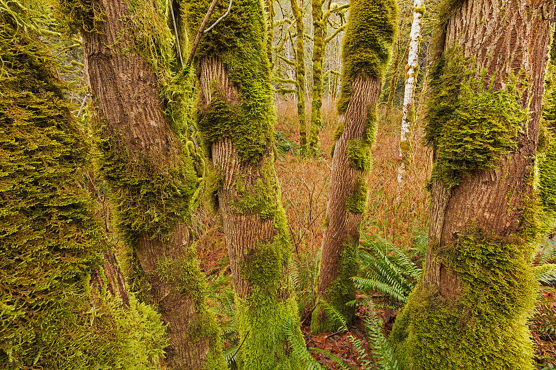 'Moss covered trees along a river on vancouver island;British columbia, canada'