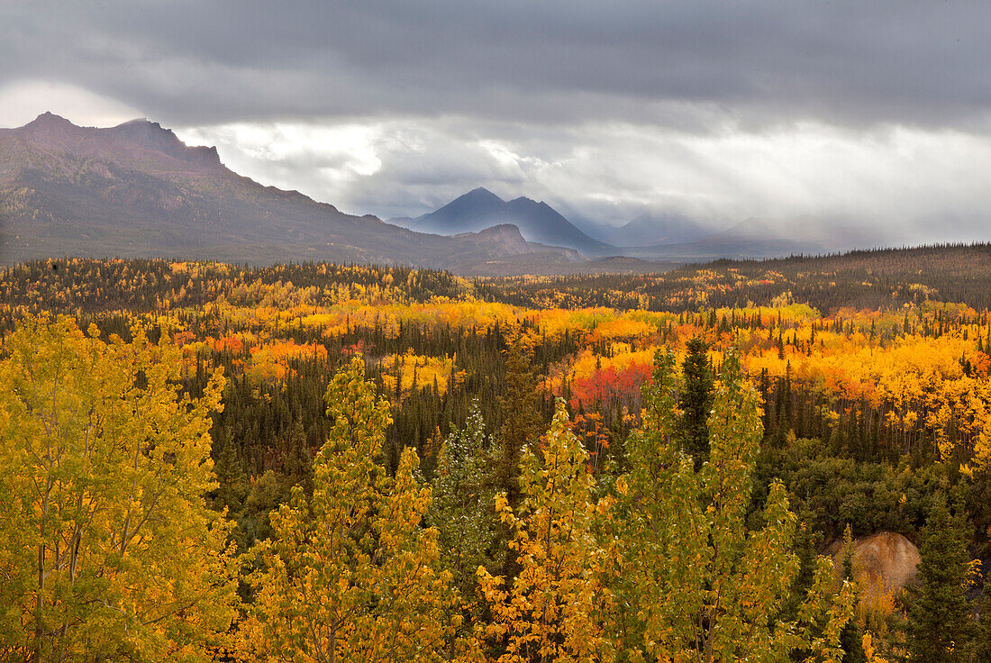 'Storm clouds above golden and red aspens (populus tremuloides) and spruce forest (boreal forest), denali national park;Alaska, united states of america'