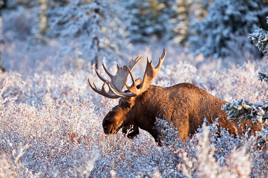 'Moose (alces alces) bull feeding on dwarf birch (betula nana), lit up by morning light after first snow of autumn, denali national park;Alaska, united states of america'