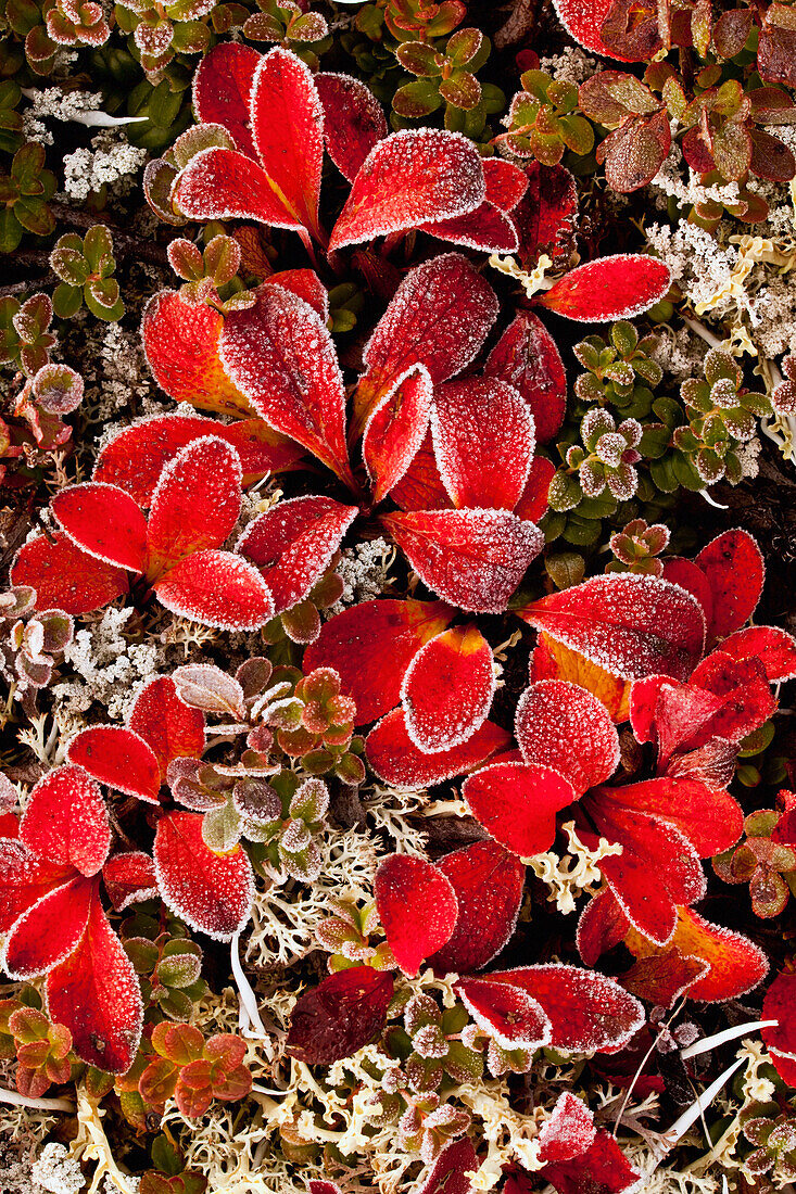 'Various foliage covered with frost in autumn, denali national park;Alaska, united states of america'