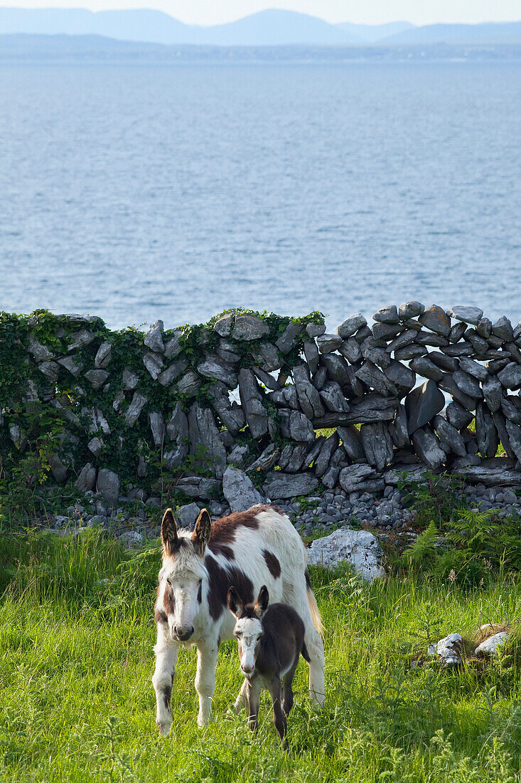 'A horse and calf standing beside a stone wall at the water's edge;County clare, ireland'