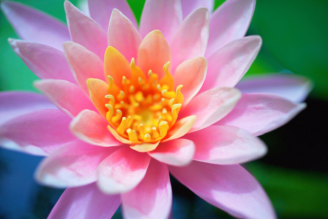 'Close up of a pink flower in bloom;Hawaii, united states of america'