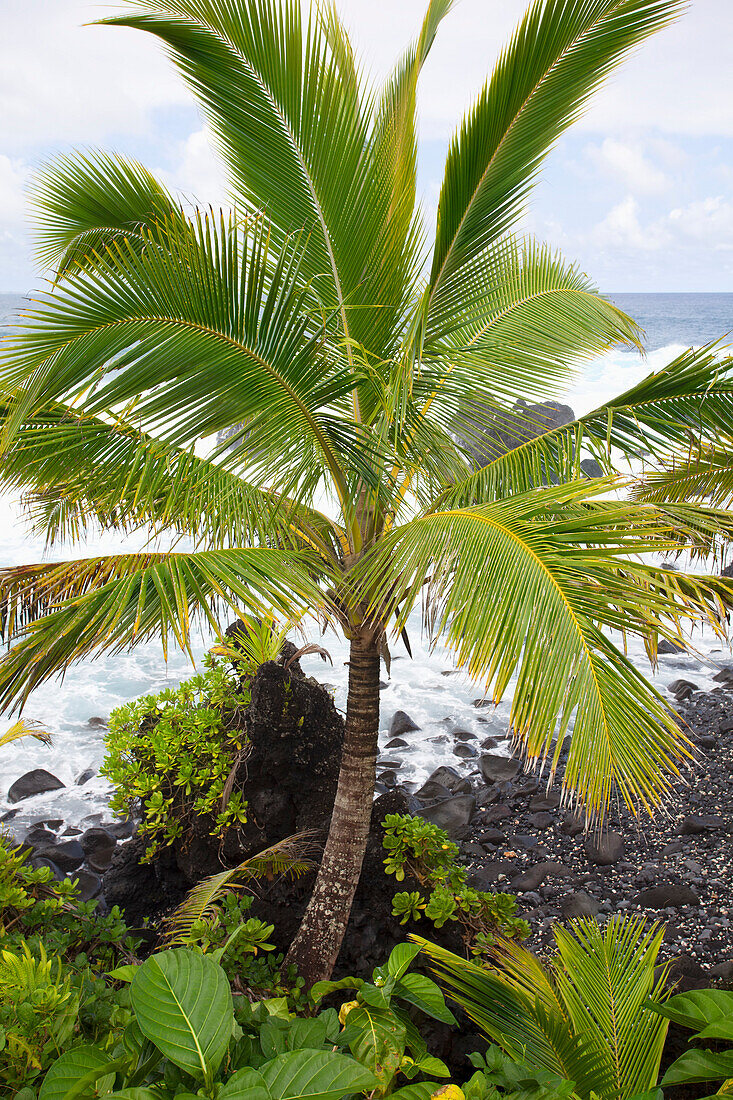 'Palm tree and waves crashing into the shore along the coast;Hana, maui, hawaii, united states of america'