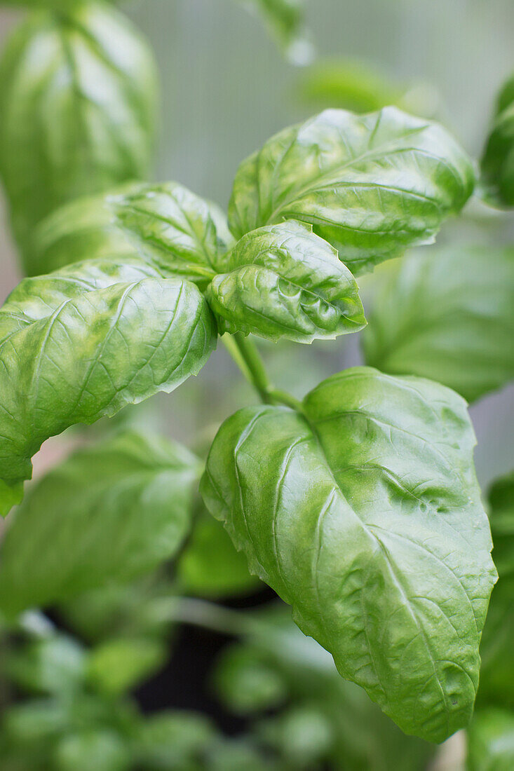 'Close up of a basil plant;Anchorage, alaska, united states of america'