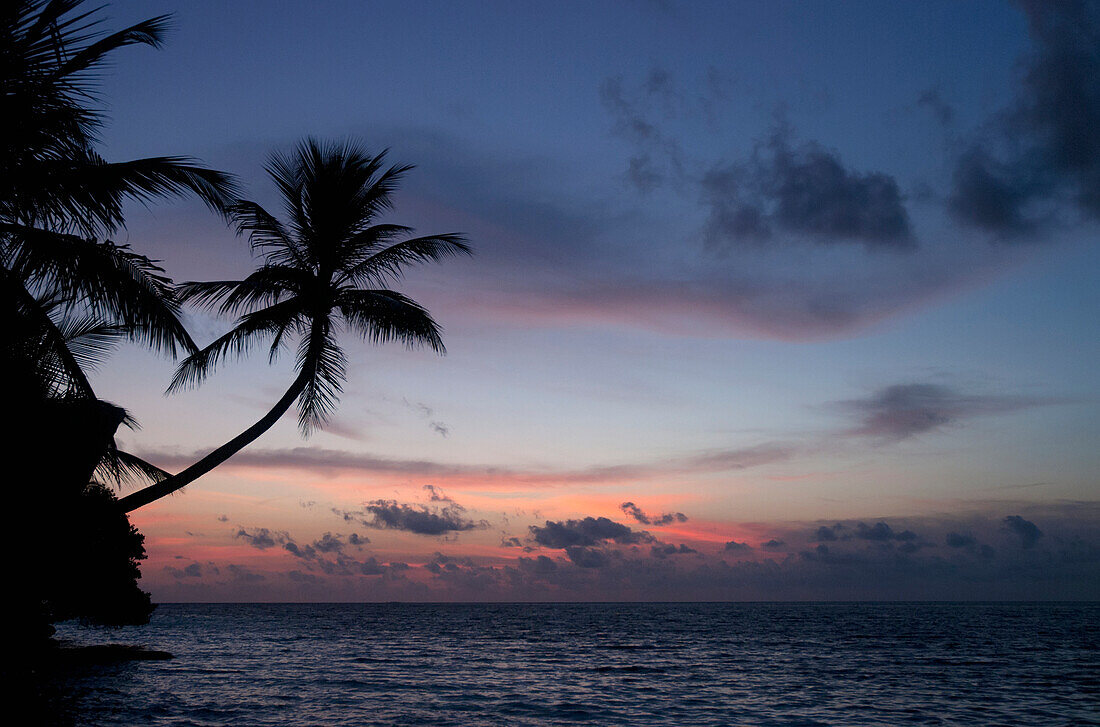 'Palm tree growing out over the sea after sunset;Paradise island, ranveli, south ari atoll, maldives'