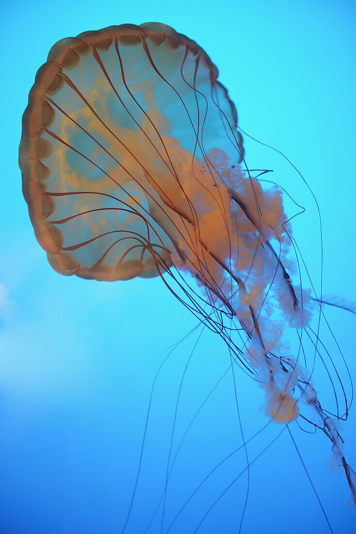 'Jellyfish underwater;Vancouver british columbia canada'