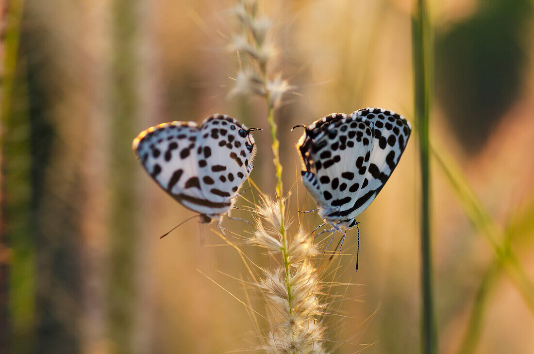 'Butterflies on a stalk;Chiang mai thailand'