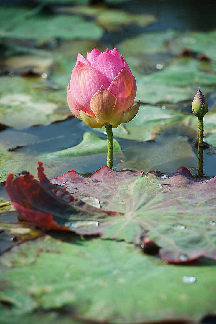 'Lotus flowers;Chiang mai thailand'