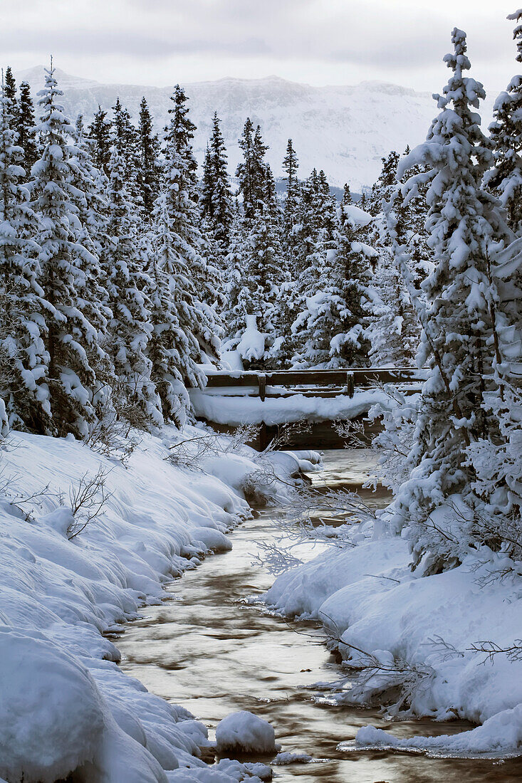 'An open mountain stream with a wooden bridge surrounded by snow covered banks and evergreen trees at dusk;Lake louise alberta canada'