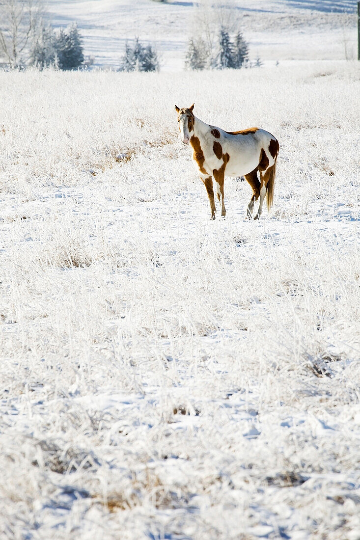 'A white horse with brown spots in a snow covered field with rolling hills in the background;Alberta canada'