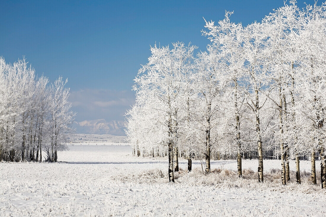 'Two groupings of frost covered trees in a snow covered field with mountains in the background and blue sky;Alberta canada'