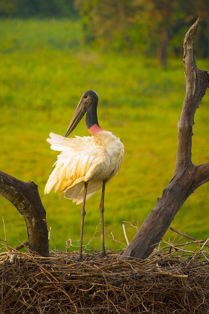 'Jabiru stork (jabiru mycteria) stands on a nest;Pantanal brazil'