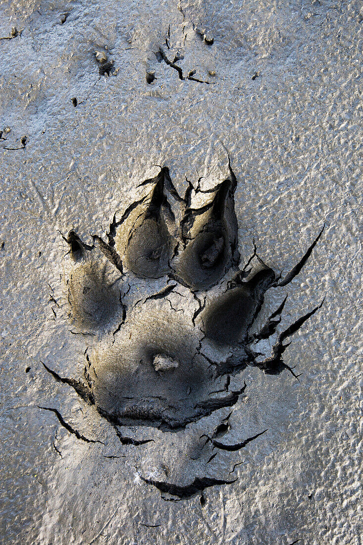 'Wolf tracks in the brooks range gates of the arctic national park northwestern alaska;Alaska united states of america'